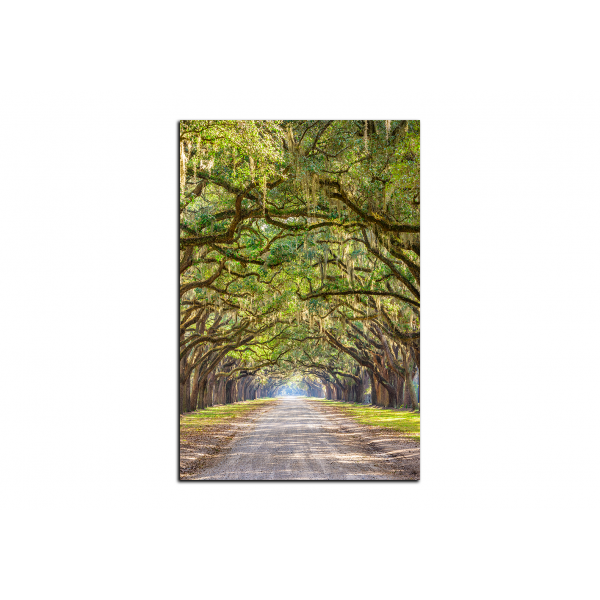 Obraz na plátně - Historické dubové stromy lemované polní cestou - obdélník